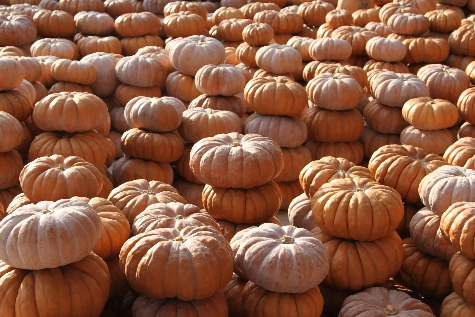 When to Pick Up Pumpkins in Memphis
